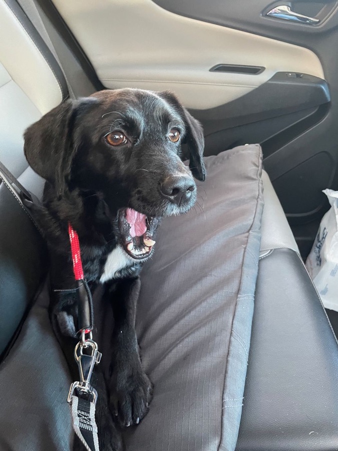 Cane nero al guinzaglio pronto per la passeggiata quotidiana