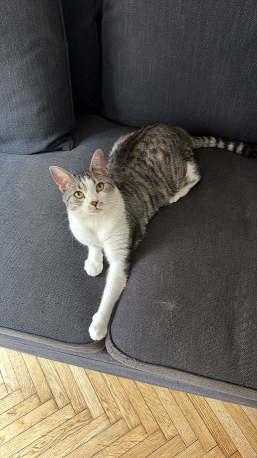 Gatto soriano grigio e bianco rilassato sul divano durante il pet sitting a domicilio