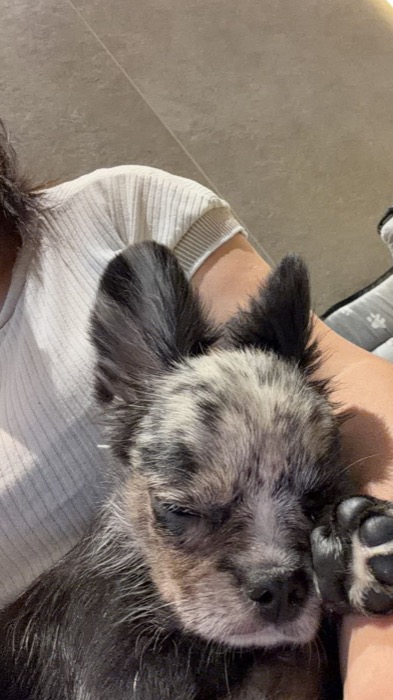 Cucciolo di chihuahua merle che dorme in braccio a Carolina