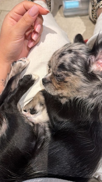 Cucciolo di chihuahua merle coccolato durante una visita a domicilio