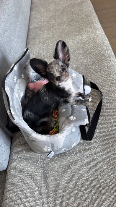 Chihuahua merle nella sua borsa da trasporto insieme ai giochi