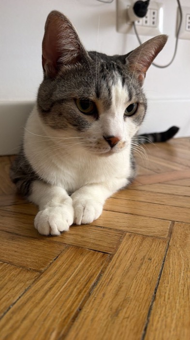 Gatto soriano grigio e bianco sul parquet di casa