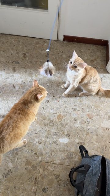 Due gatti rossi giocano con la canna da gioco durante una visita